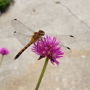 Meet your Posher, Crystal